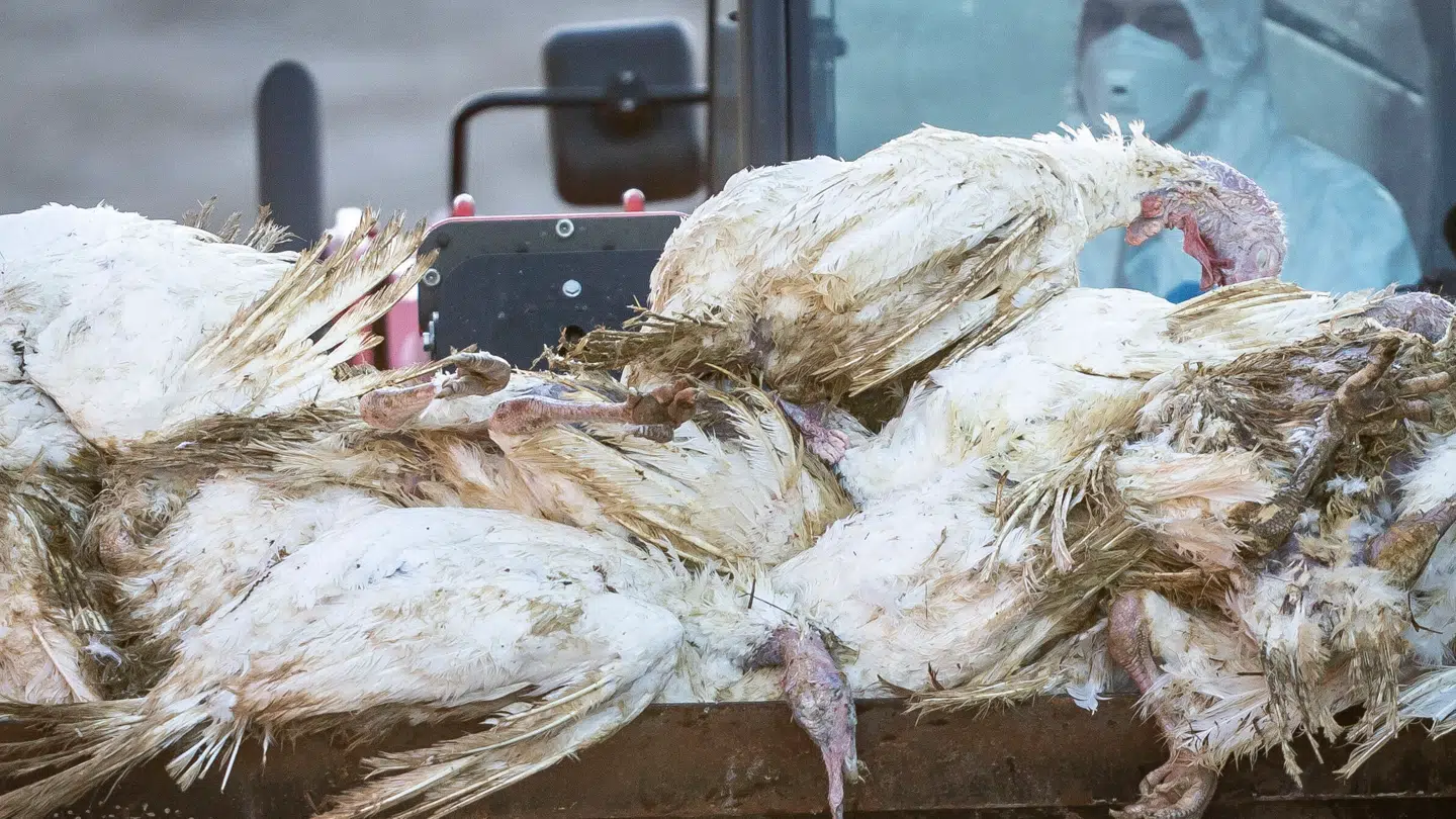 Fugleinfluenzaen spreder sig i Europa. (Arkivfoto)