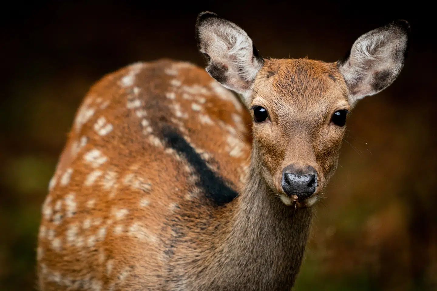Dådyr som dem, man kan opleve i Dyrehaven i Klampenborg som her i september 2019, blev sidste år smittet med infektionssygdommen bluetongue. Det er en vektorbåren sygdom, og den slags sygdomme kan ifølge Faldvildtovervågningen blive påvirket af ændringer i klima og miljø. (Arkivfoto).