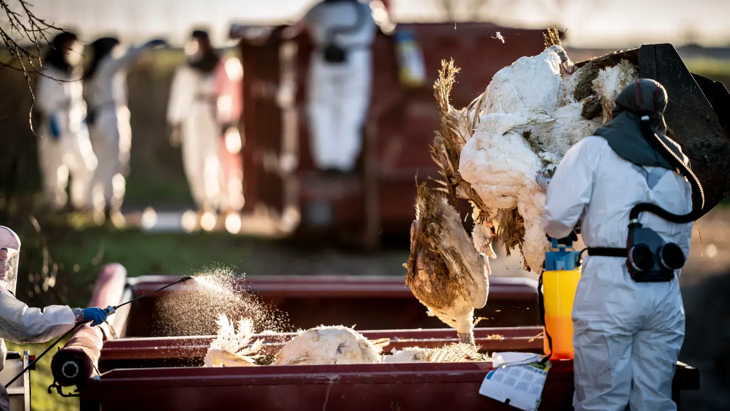 I den nuværende situation er det hovedsageligt personer, der håndterer smittede dyr, der risikerer at blive syge. (Arkivfoto)