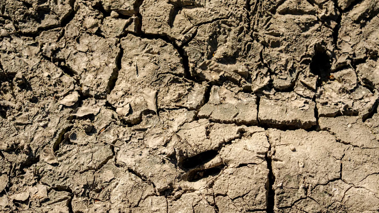 En tør mark på Midtsjælland, torsdag den 15. maj 2025.