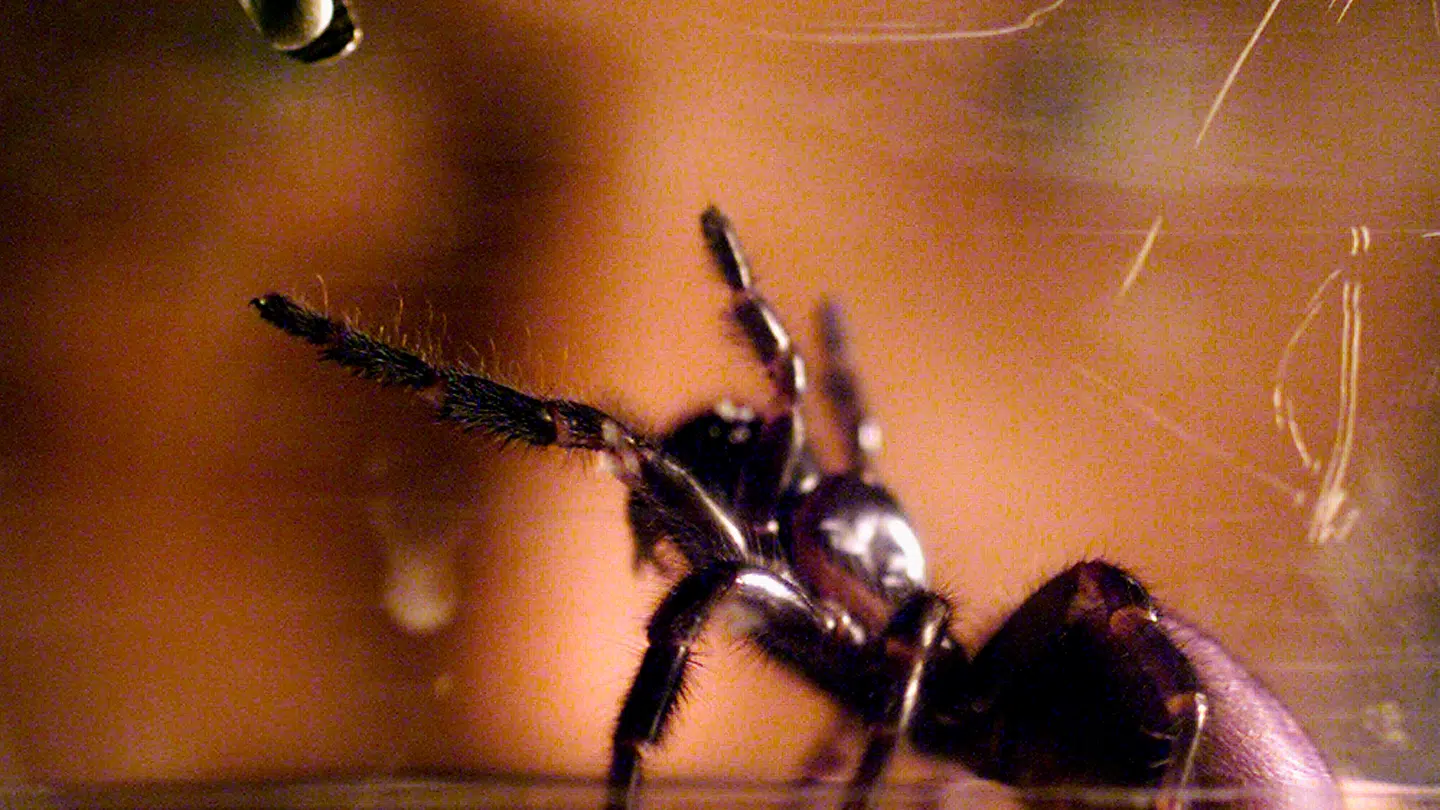 Den ekstremt giftige chilenske eneboeredderkop blev for nylig fundet i en universitetskælder i Tübingen. Edderkoppen på billedet er ikke en eneboeredderkop.