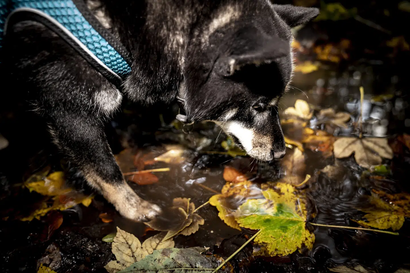 En tur i skoven med hunden kan nogle gange ende med en bortløben hund. Men et netværk af frivillige droneoperatører står klar til at hjælpe med at finde hunden. (Arkivfoto).