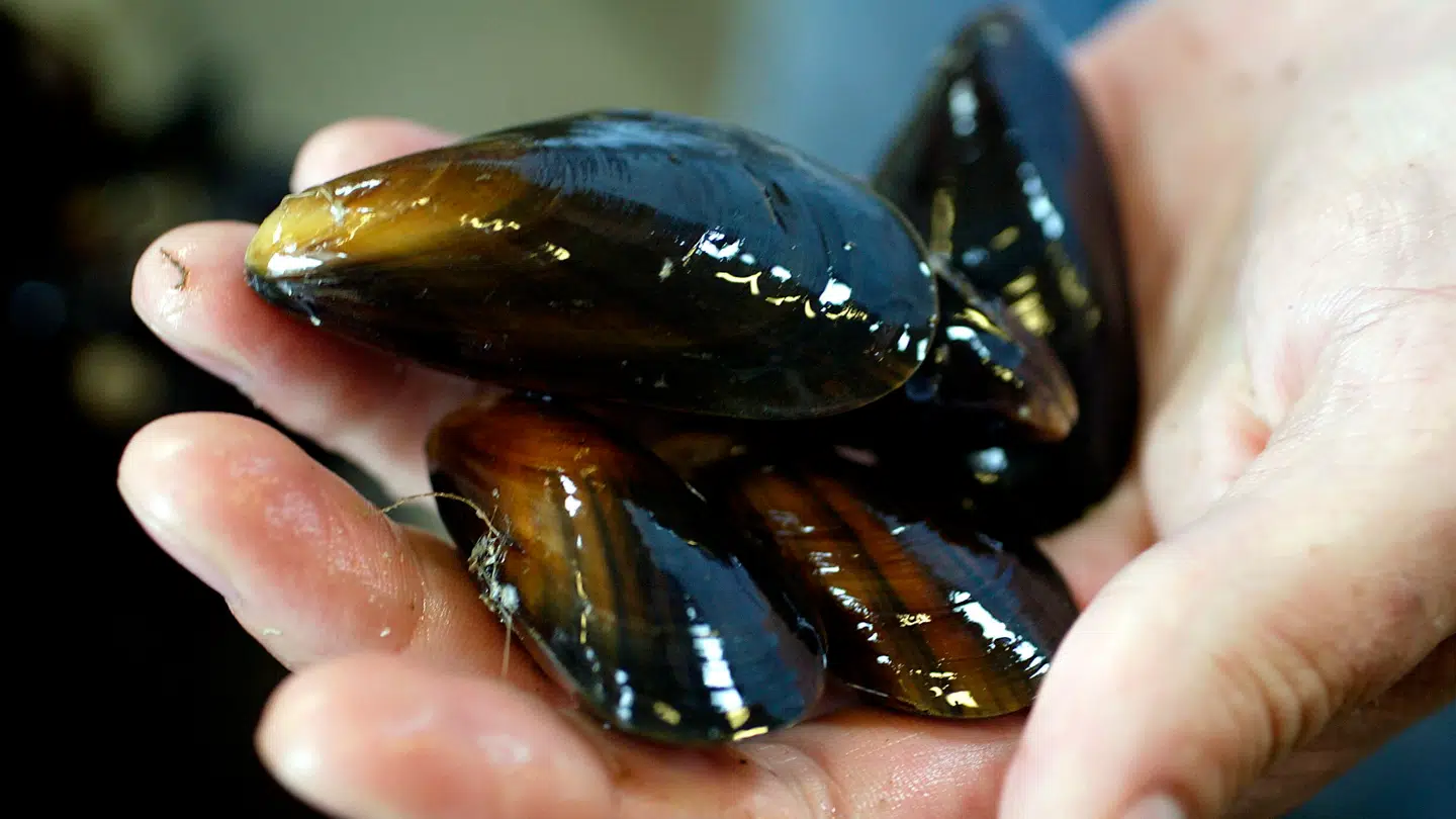 Muslingefangsten har været udfordret for selskabet, der nu er gået konkurs.