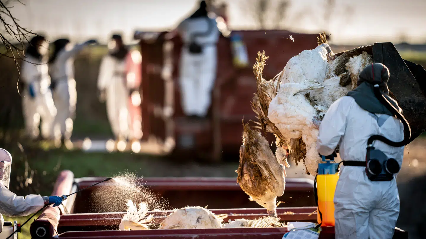 Fødevarestyrelsen og Beredskabsstyrelsen afliver og kører de tusinder af kalkuner til destruktion, på Kalkunfarm ved Ruds vedby på Vestsjælland torsdag den 6. januar 2022... (Foto: Mads Claus Rasmussen/Ritzau Scanpix)