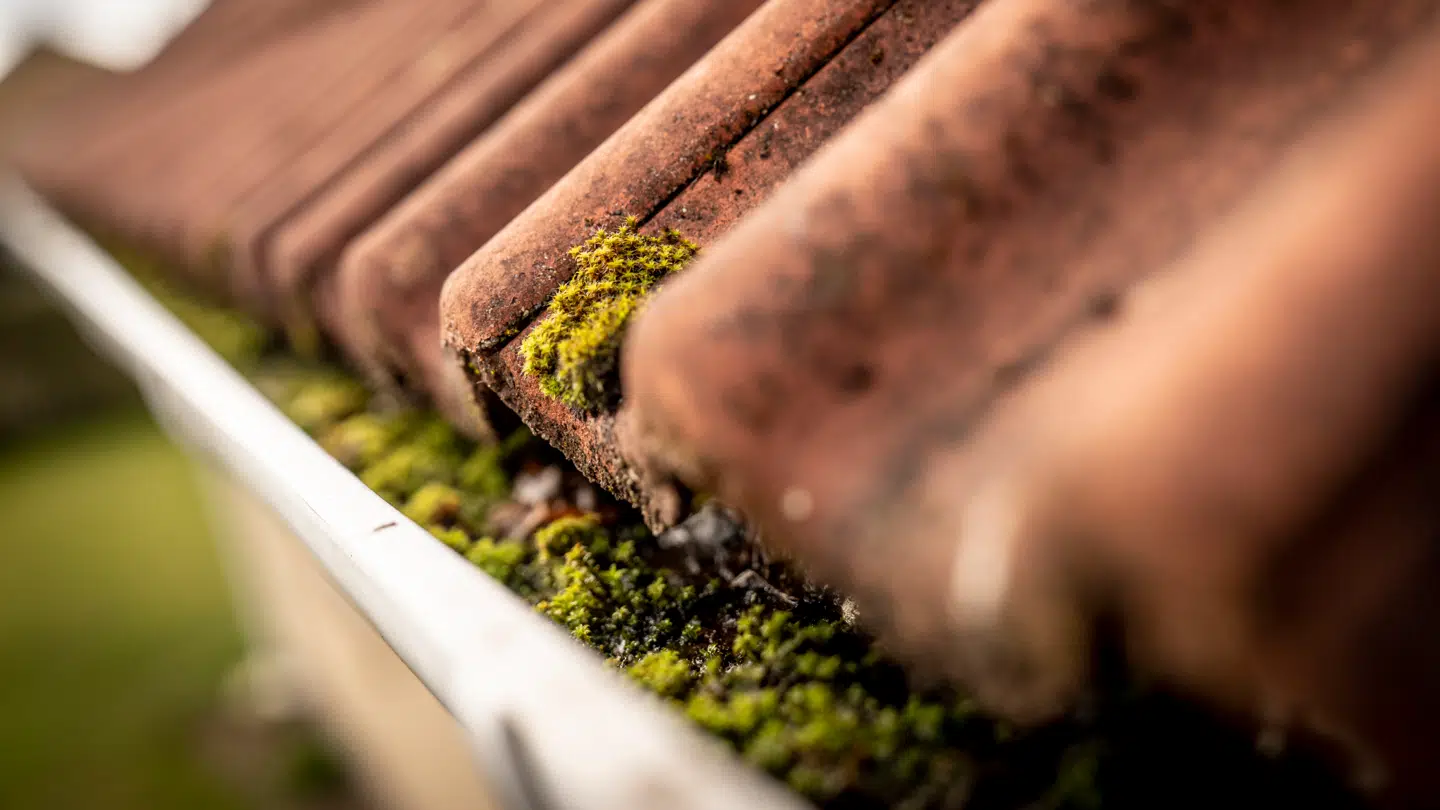 Der findes alverdens grej til at fjerne bladene fra tagrenderne, men ville det ikke være langt nemmere, hvis de aldrig havnede der?