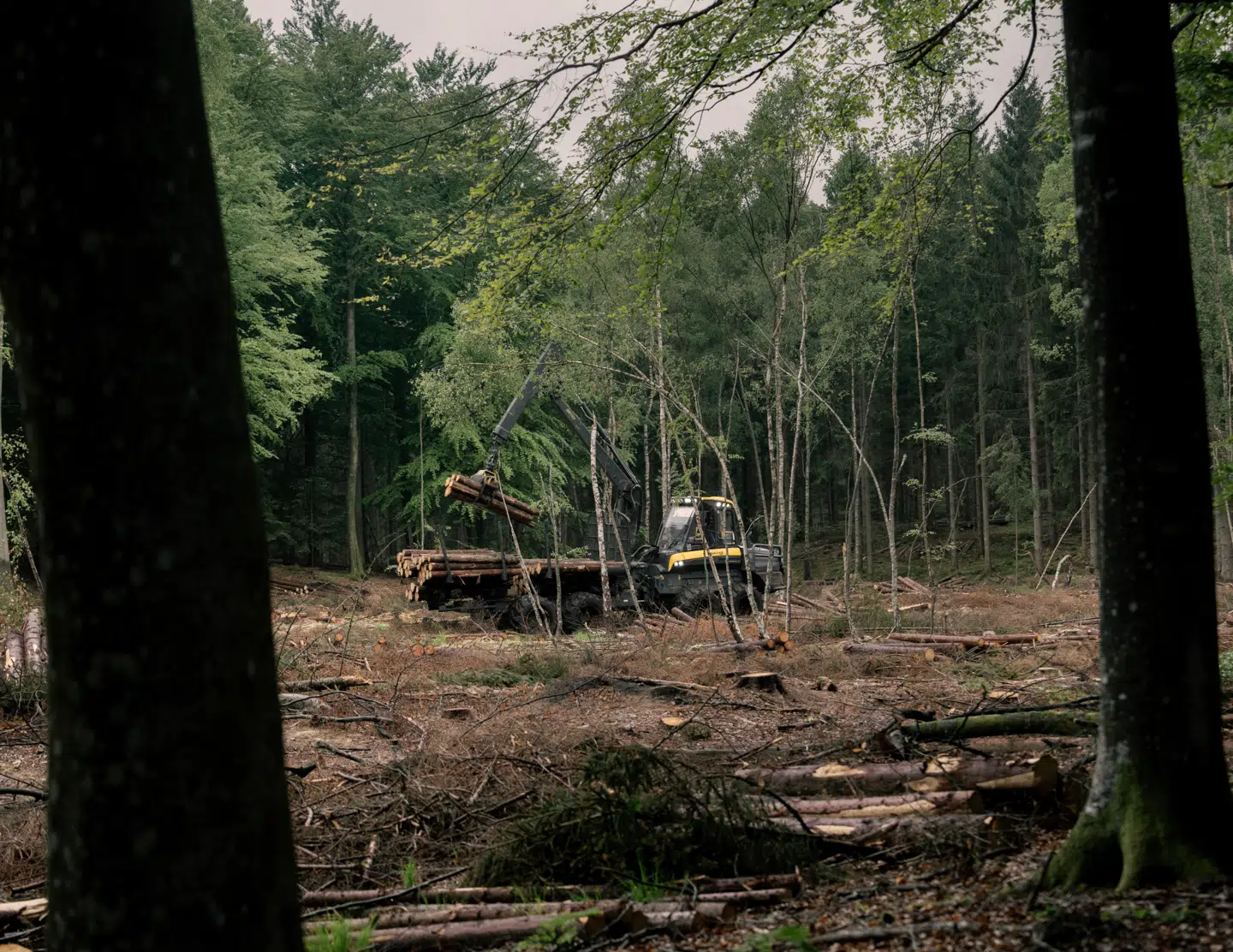 Naturstyrelsen møder kritik af, at statsskovenes tømmerproduktion presser sårbare arter. Her ses en rydning i Gribskov tæt på et område, hvor duehøgen har levet.