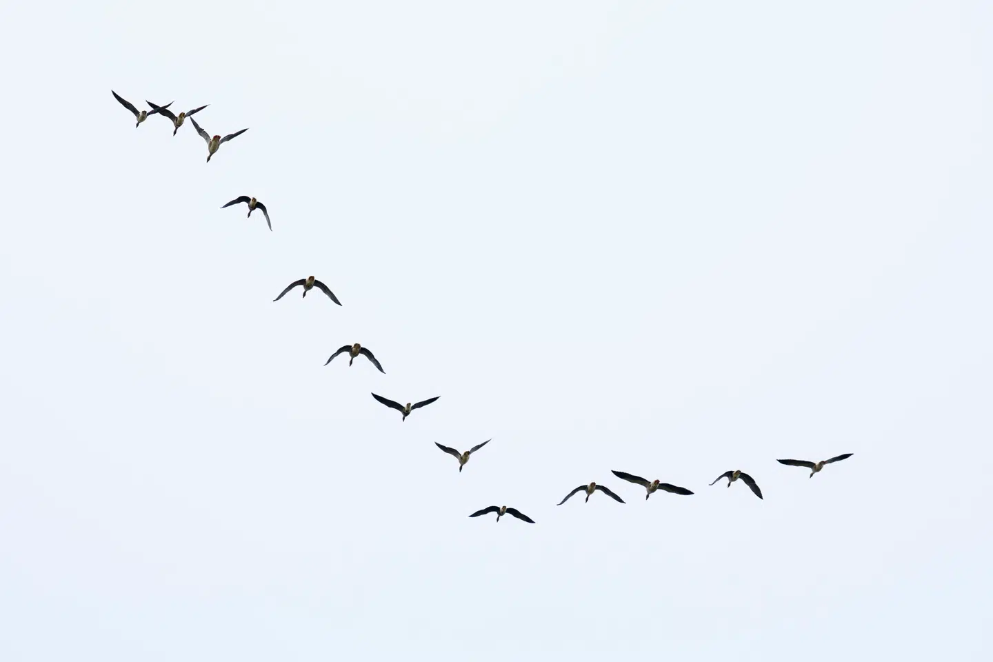 Hvert år stiger risikoen for smitte af fugleinfluenza til danske fugle i takt med ankomsten af trækfugle sydfra. Foto: Bo Amstrup