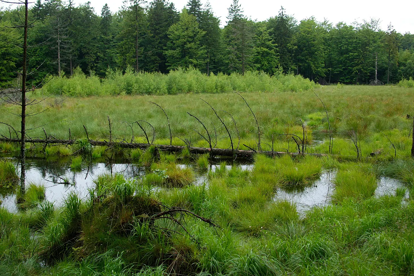 Antagelsen har formodentlig overvurderet effekten af kulstofstimuleret vækst. Her ses Gribskov. Arkivfoto: Jan Jørgensen, Scanpix