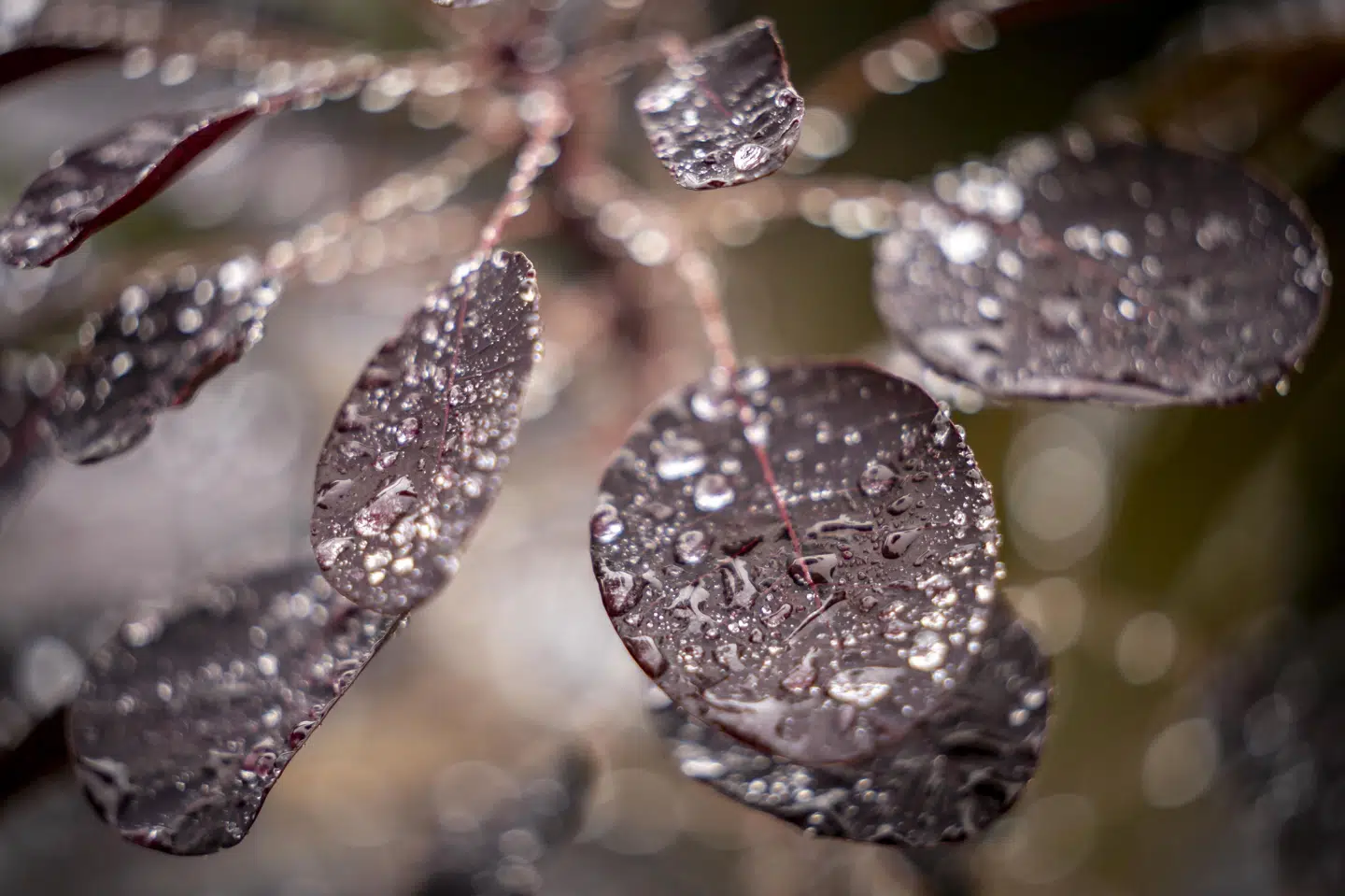 Gråt og vådt vejr præger den kommende weekend, hvor temperaturen nærmer sig de ti grader. (Arkivfoto).