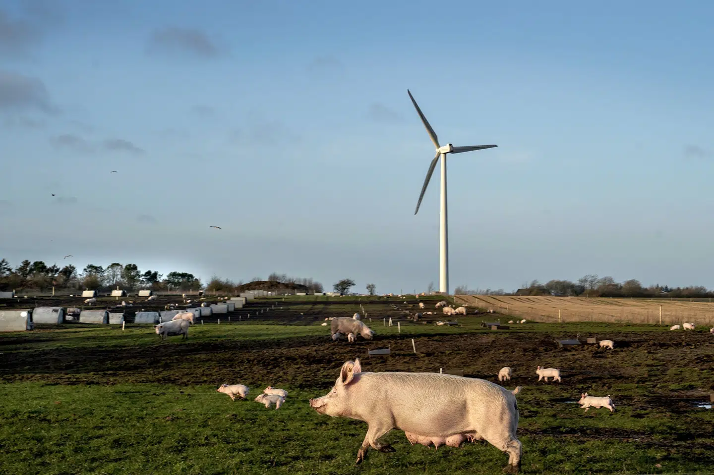 Ved økologisk svineproduktion har svinene mulighed for at være ude, som her på en økologisk svinefarm ved Idom i Vestjylland. (Arkivfoto).