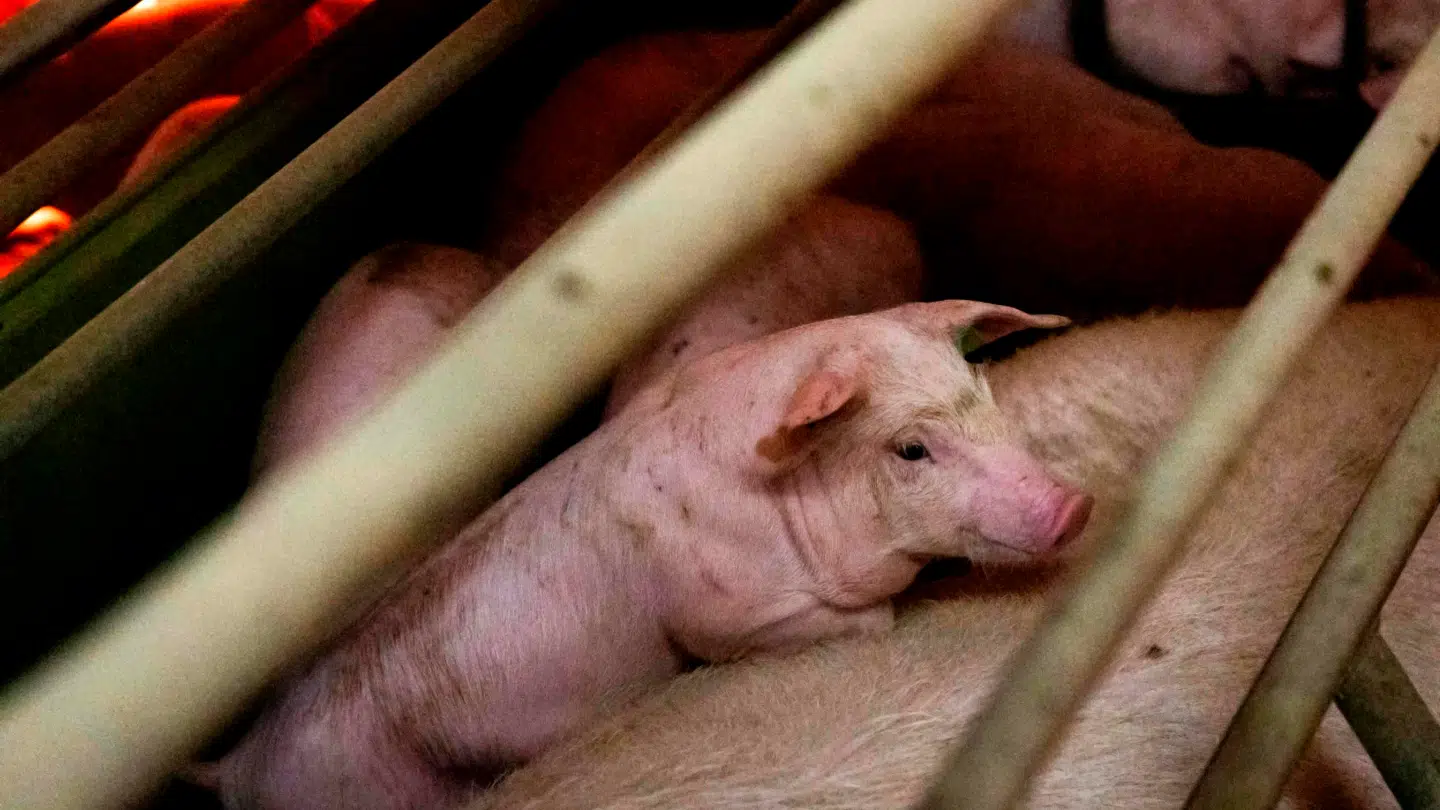 Myndigheder advarer, for svinepesten er tilbage.