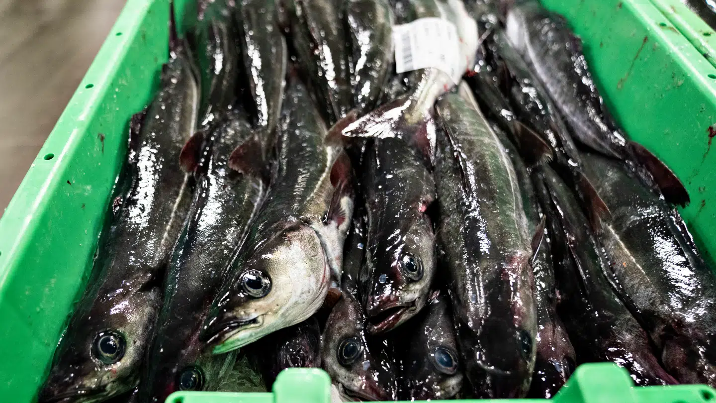 Nytårstorsken er i fare.