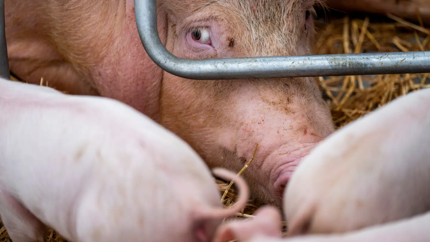 Arkivfoto. Ifølge en ekspert kan det have skræmmende udsigter, hvis brugen af antibiotika ikke begrænses.