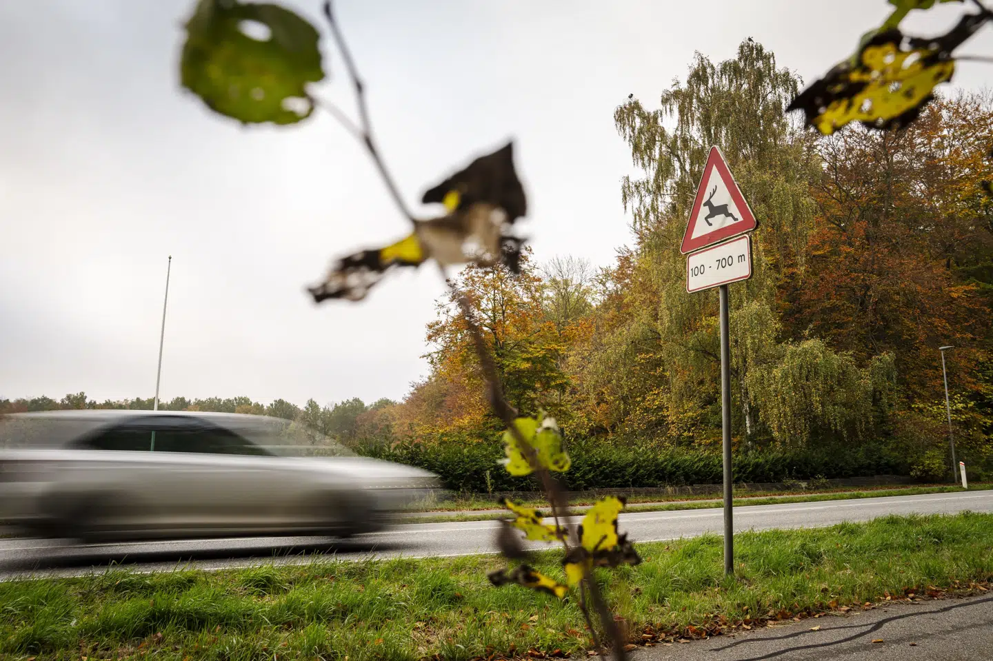 Sidste år landede antallet af henvendelser om hjortepåkørsler på 11.387. (Arkivfoto).
