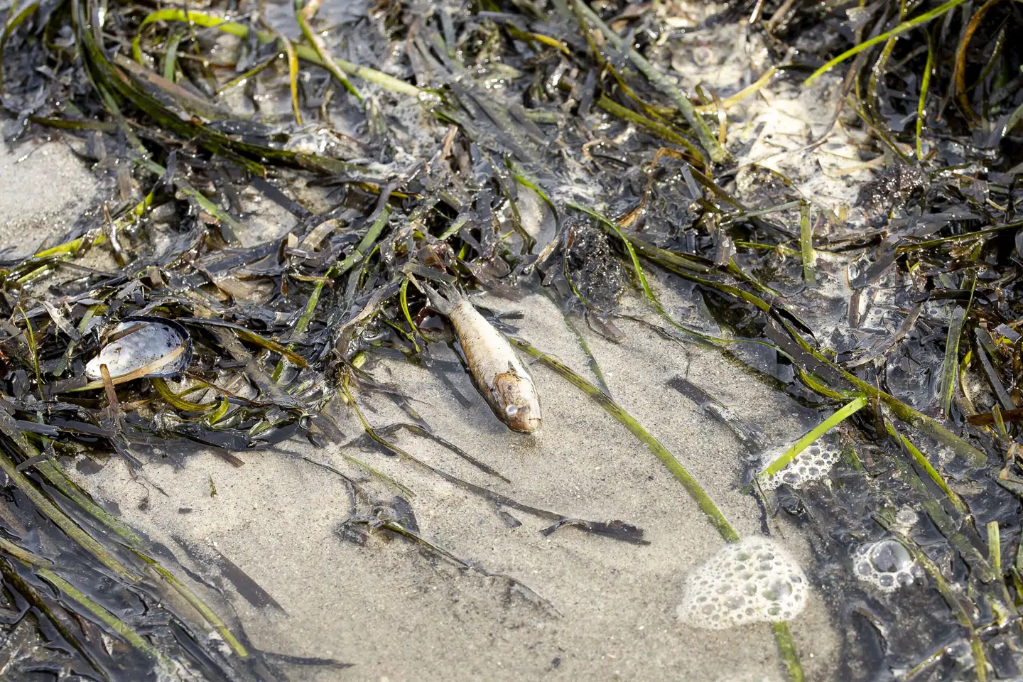 En død fisk ligger i 2024 vandkanten ved Lundø i Skive Fjord i Limfjorden, hvor der er blevet målt kraftigt iltsvind flere år. Danmarkshistoriens største genopretningsprojekt til havs skal forsøge at redde det nødlidende havmiljø. (Arkivfoto).