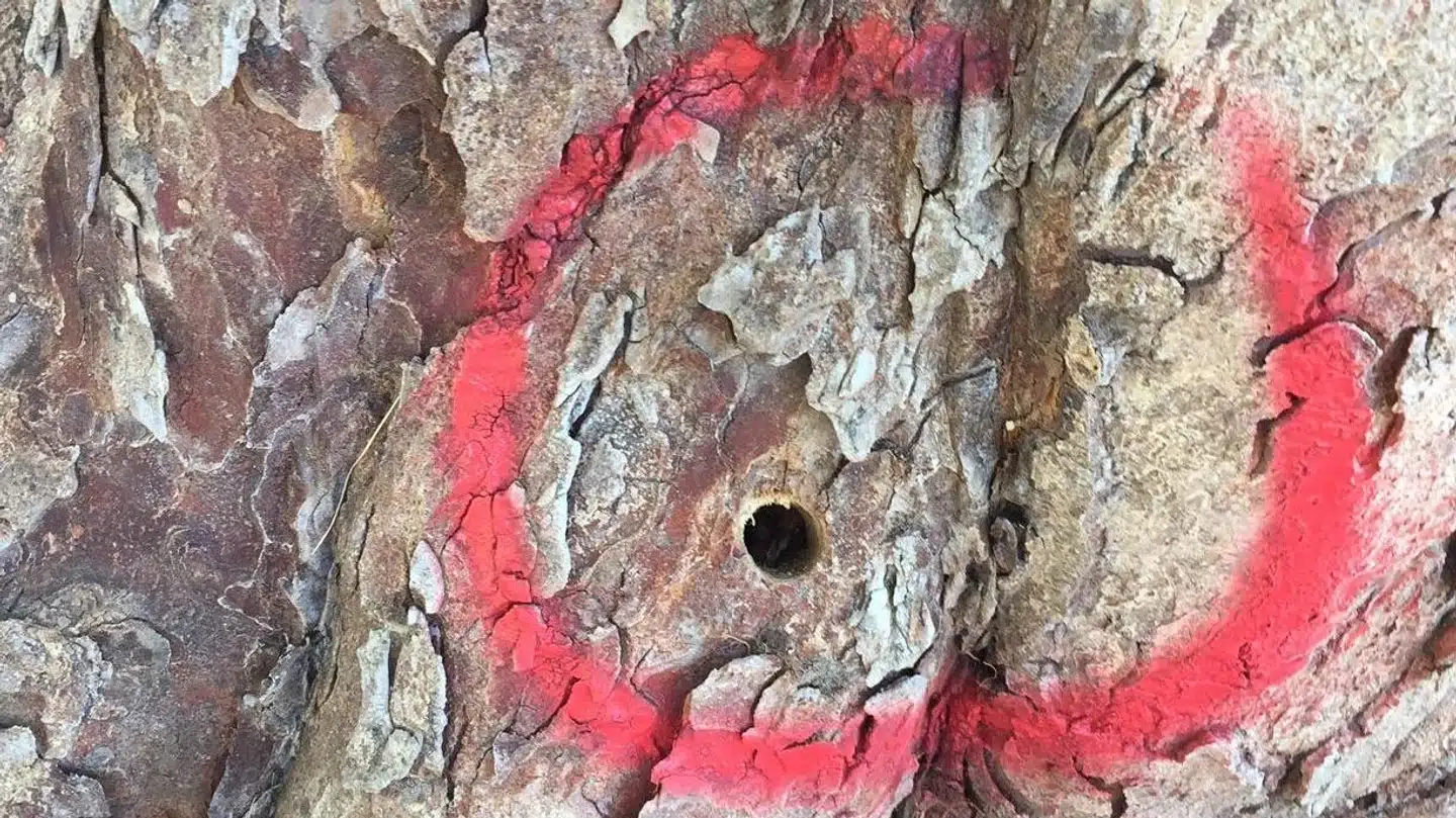 Et hul boret i bunden af et træ et andet sted i Furesø Kommune, hvor det tilsyneladende også har været hensigten at slå det ihjel.