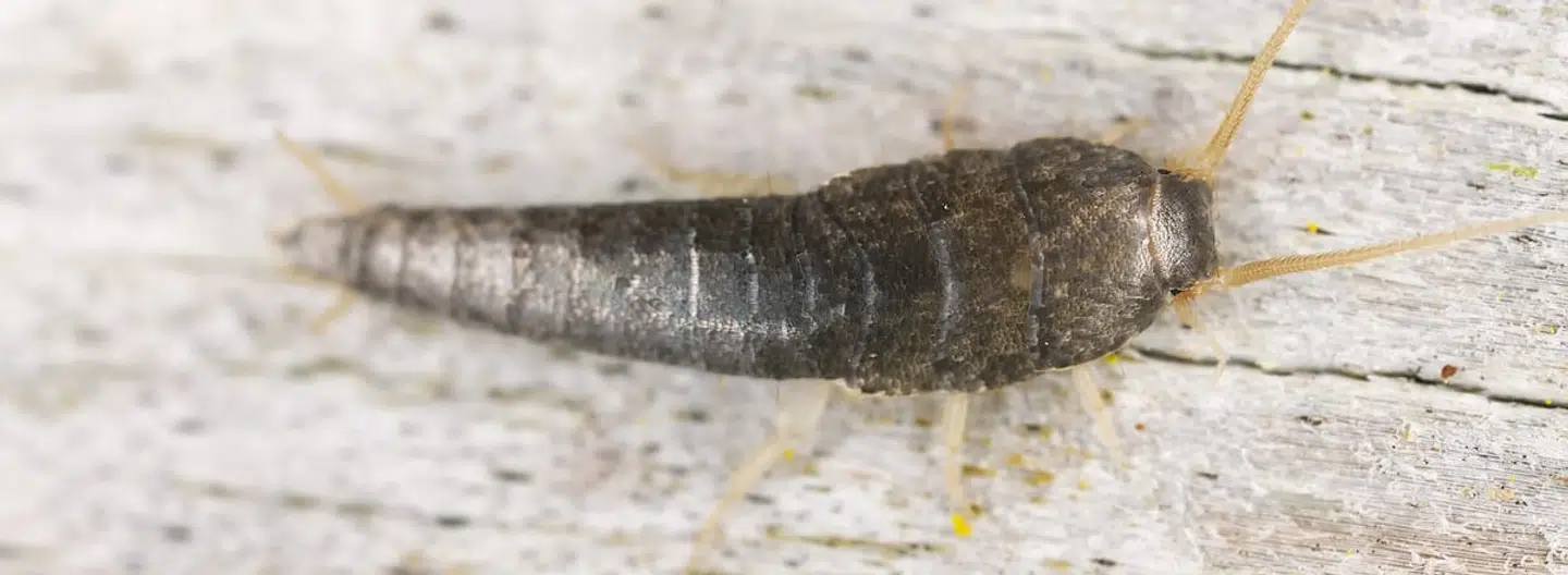 Den lille uønskede gæst ser sådan ud.