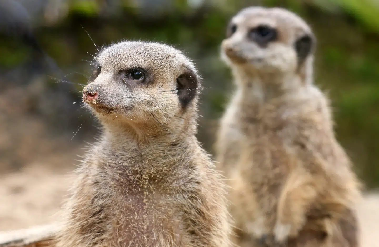 Mennesker er i den monogame topklasse blandt pattedyr, hvor mennesker har omkring 66 procent helsøskende. På samme niveau er surikaterne med 73 procent. Foto: Bernd W'stneck, Scanpix.