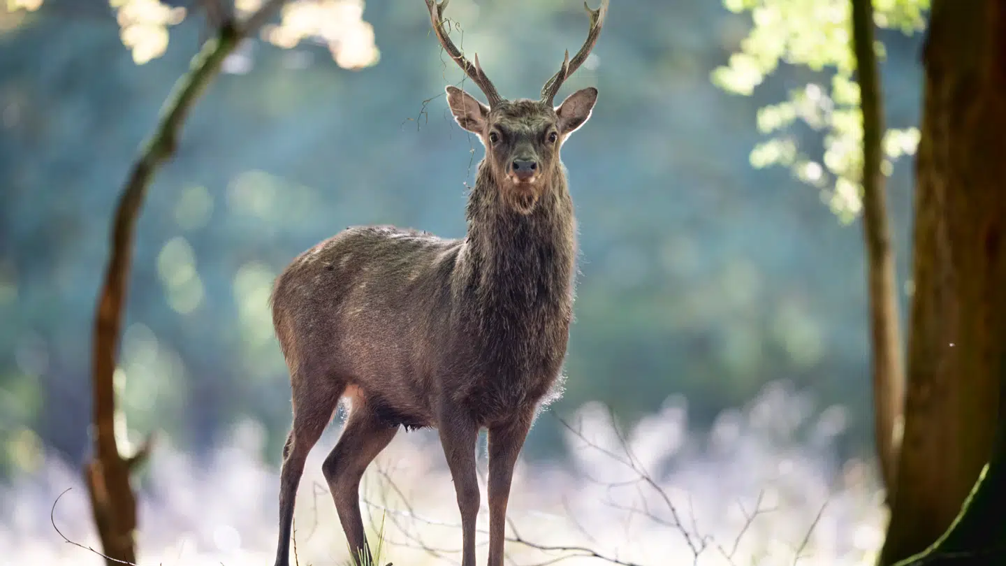 Sikahjort i Jægersborg Dyrehave, tirsdag den 15. oktober 2024