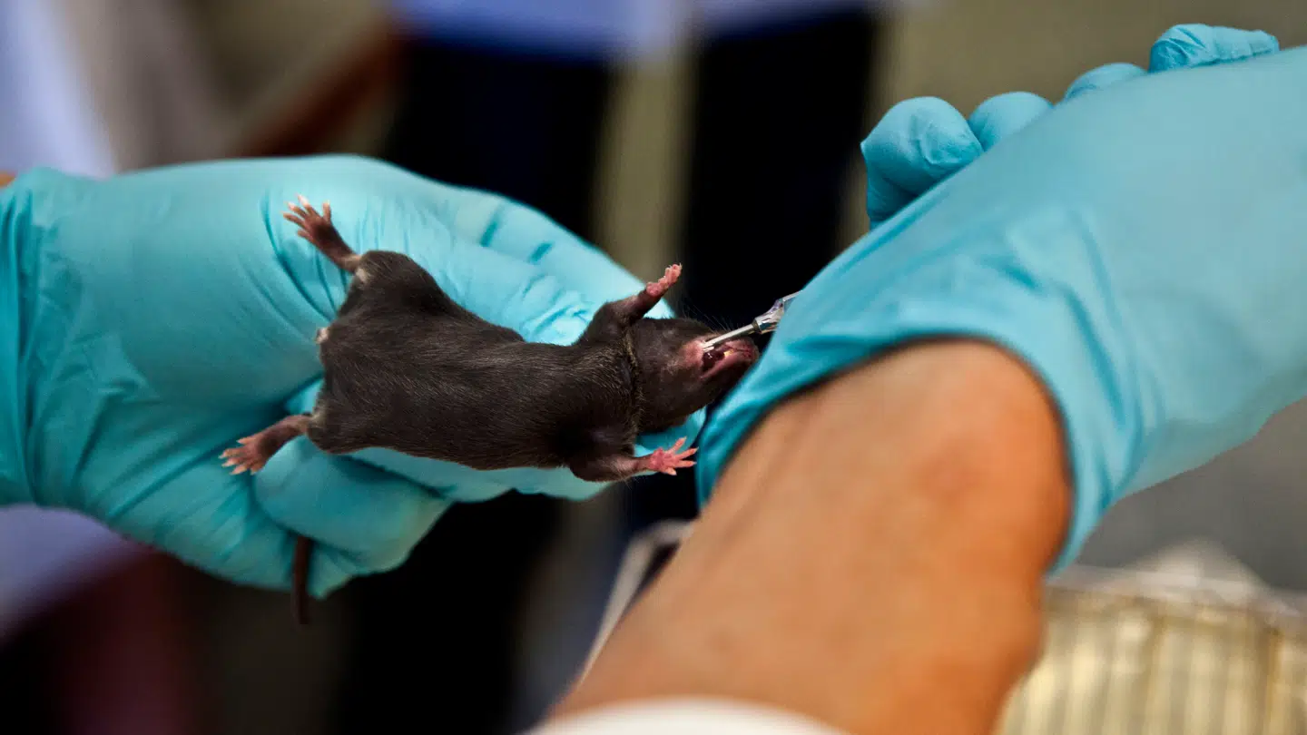 Meget aldringsforskning begynder i laboratoriet, hvor teorier afprøves på dyr. Men derfra er langt til man kan vide, at de også virker på mennesker.