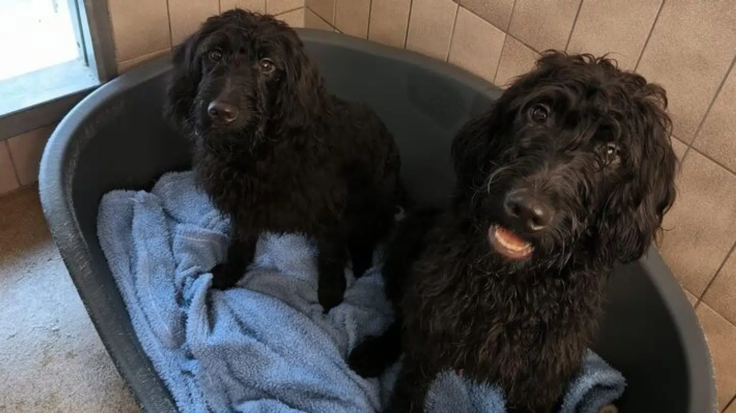 To af de hunde, politiet har fundet på et dyrehjem i Flensborg. Politiet forsøger fortsat at finde frem til ejerne.