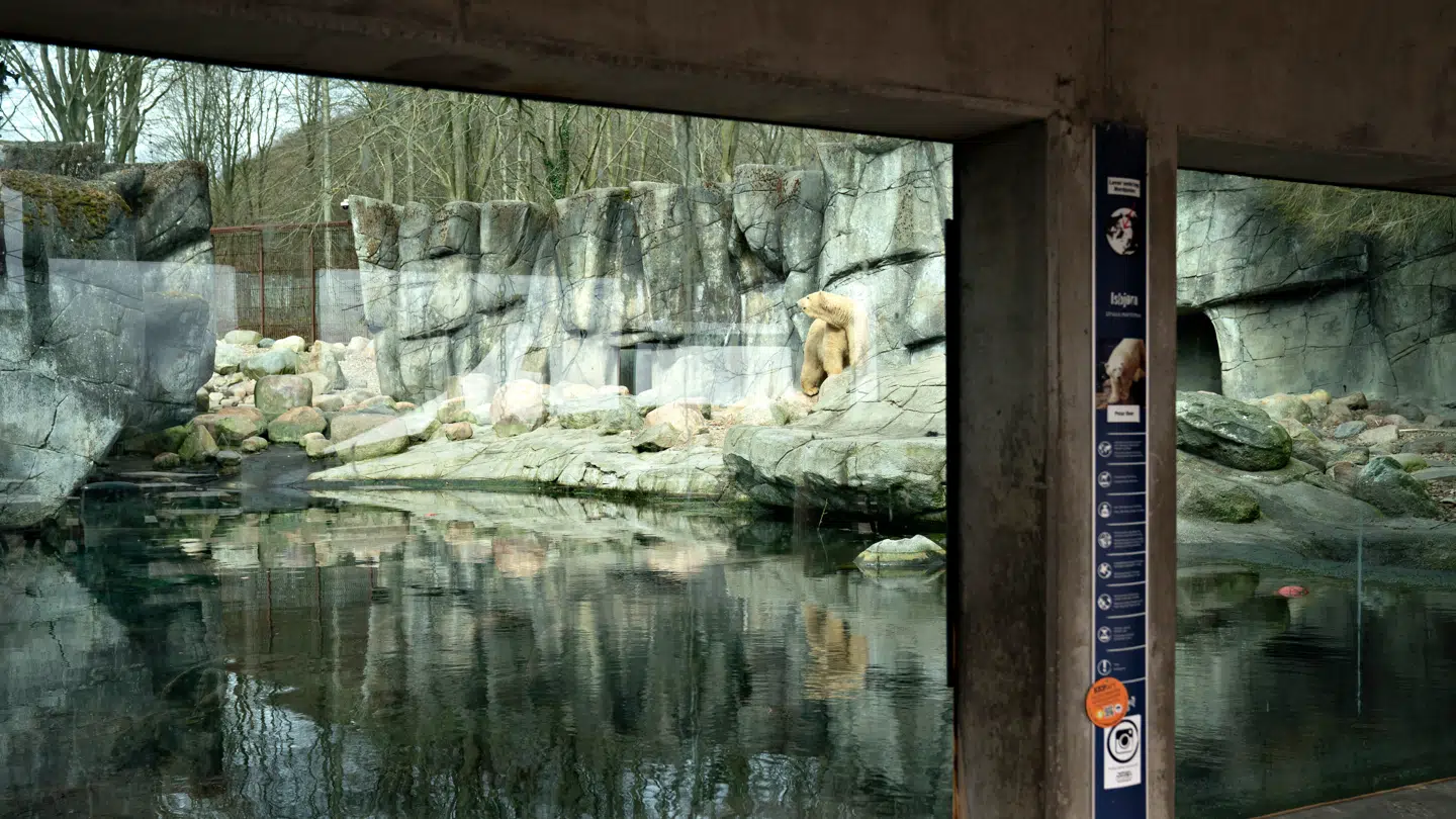 En ny ledelse skal tage vare på alle dyrene i Aalborg Zoo.