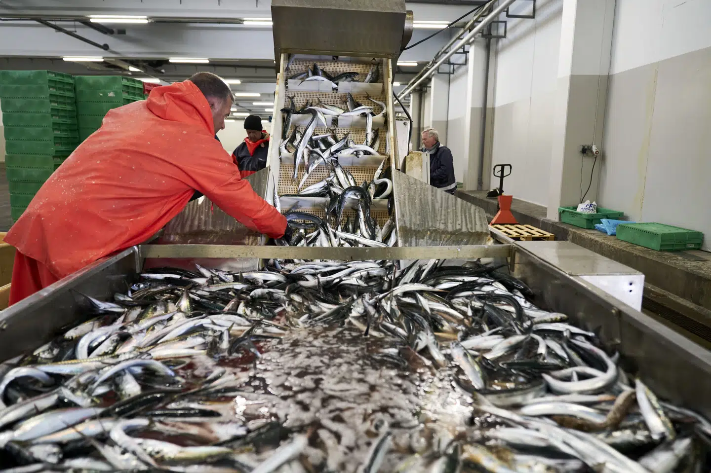 Danmarks Fiskeriforening Producent Organisation bakker op om EU's nye, lavere kvoter for torsk. (Arkivfoto).