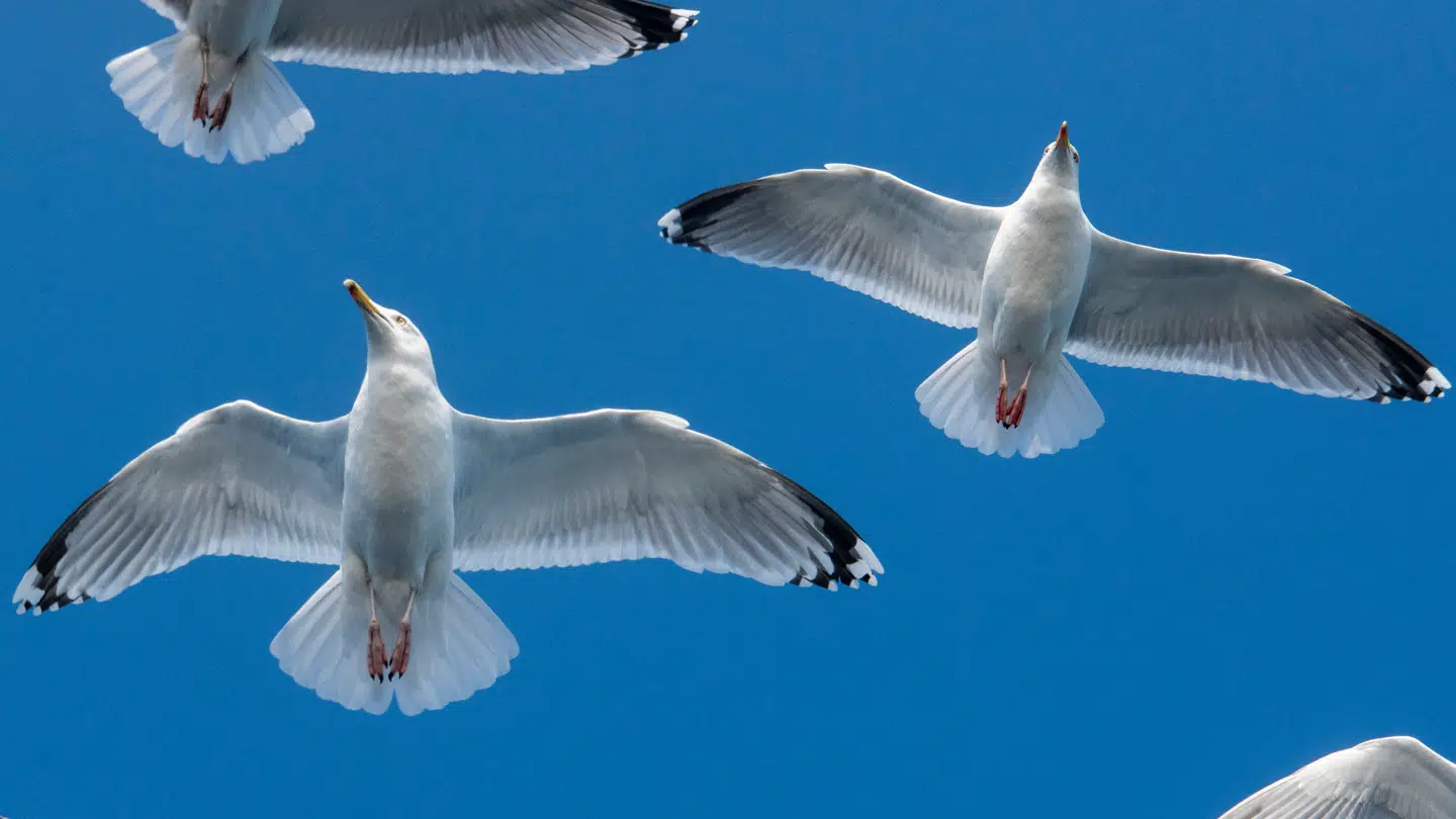 Arkivfoto af måger.