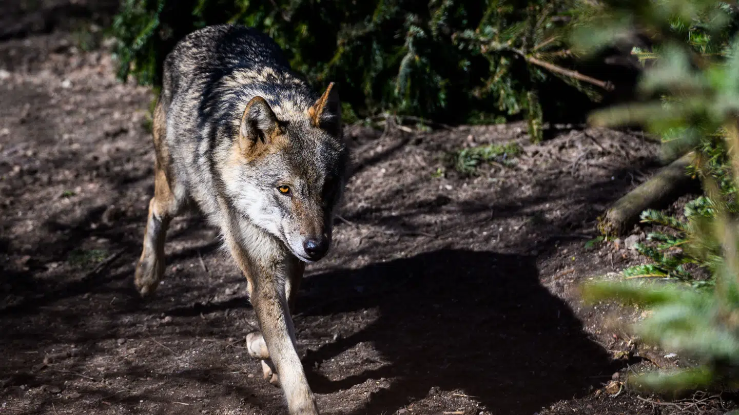ARKIVFOTO: Ulven, der har stået bag flere angreb på mennesker i Holland, er blevet skudt og dræbt.