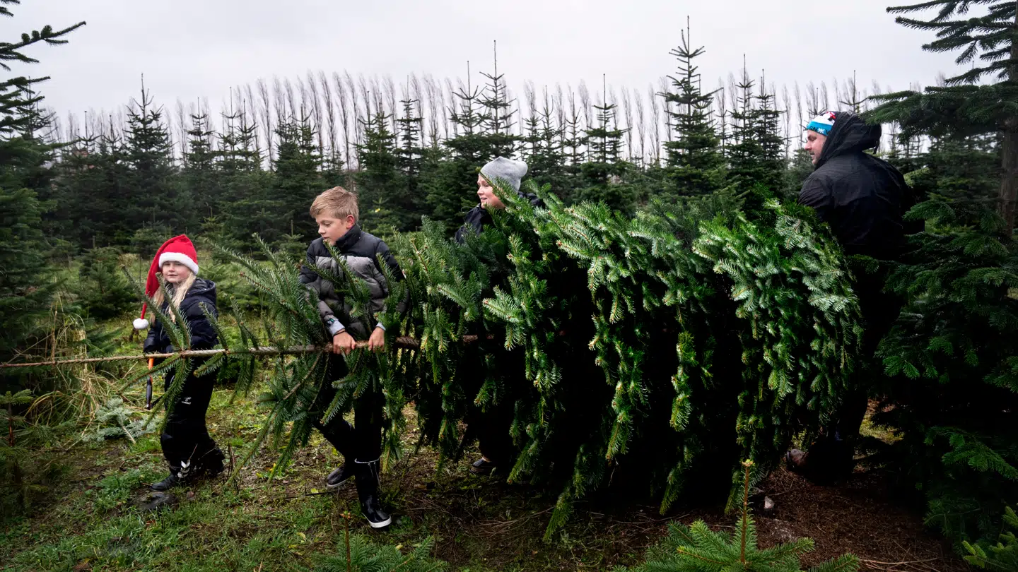 Har du planer om at fælde årets juletræ søndag? Så er der godt nyt fra DMI.