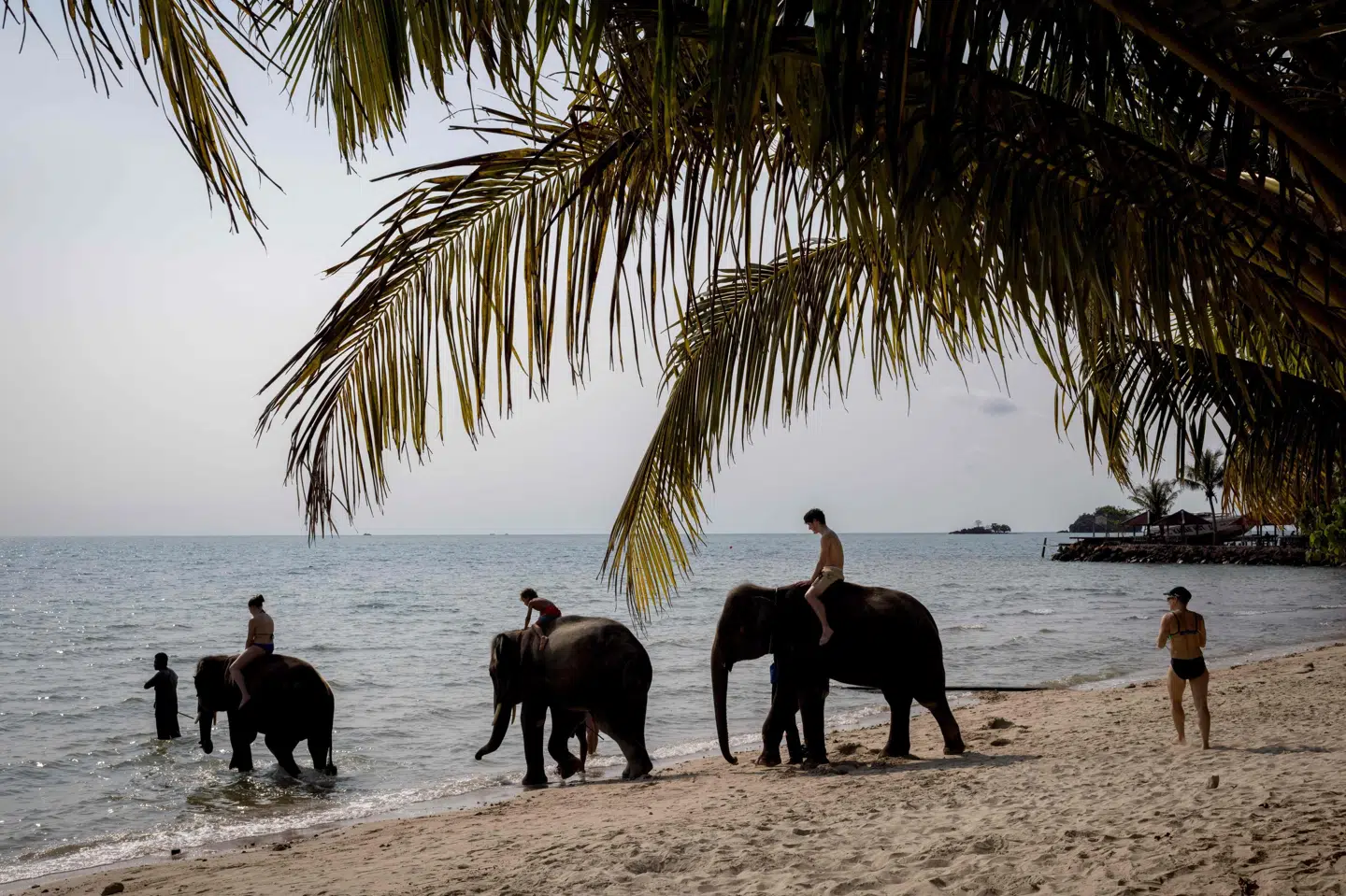 Turister rider på elefanter på den thailandske ø Koh Chang i april 2023. Men nu frarådes rejser til ferieøen og andre dele af Thailand af det danske udenrigsministerium, fordi en grænsekonflikt mellem Thailand og Cambodja er blusset op. (Arkivfoto).