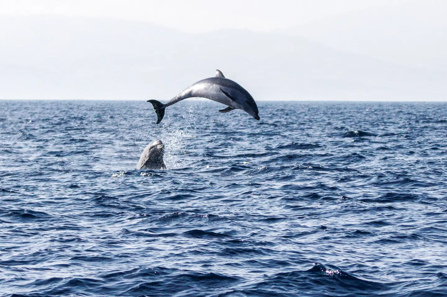 De almindelige delfiner lever i troperne og subtroperne. Man ser dem derfor sjældent i Danmark. På billedet kan delfinerne ses nær Malaga i Spanien i september. (Arkivfoto).