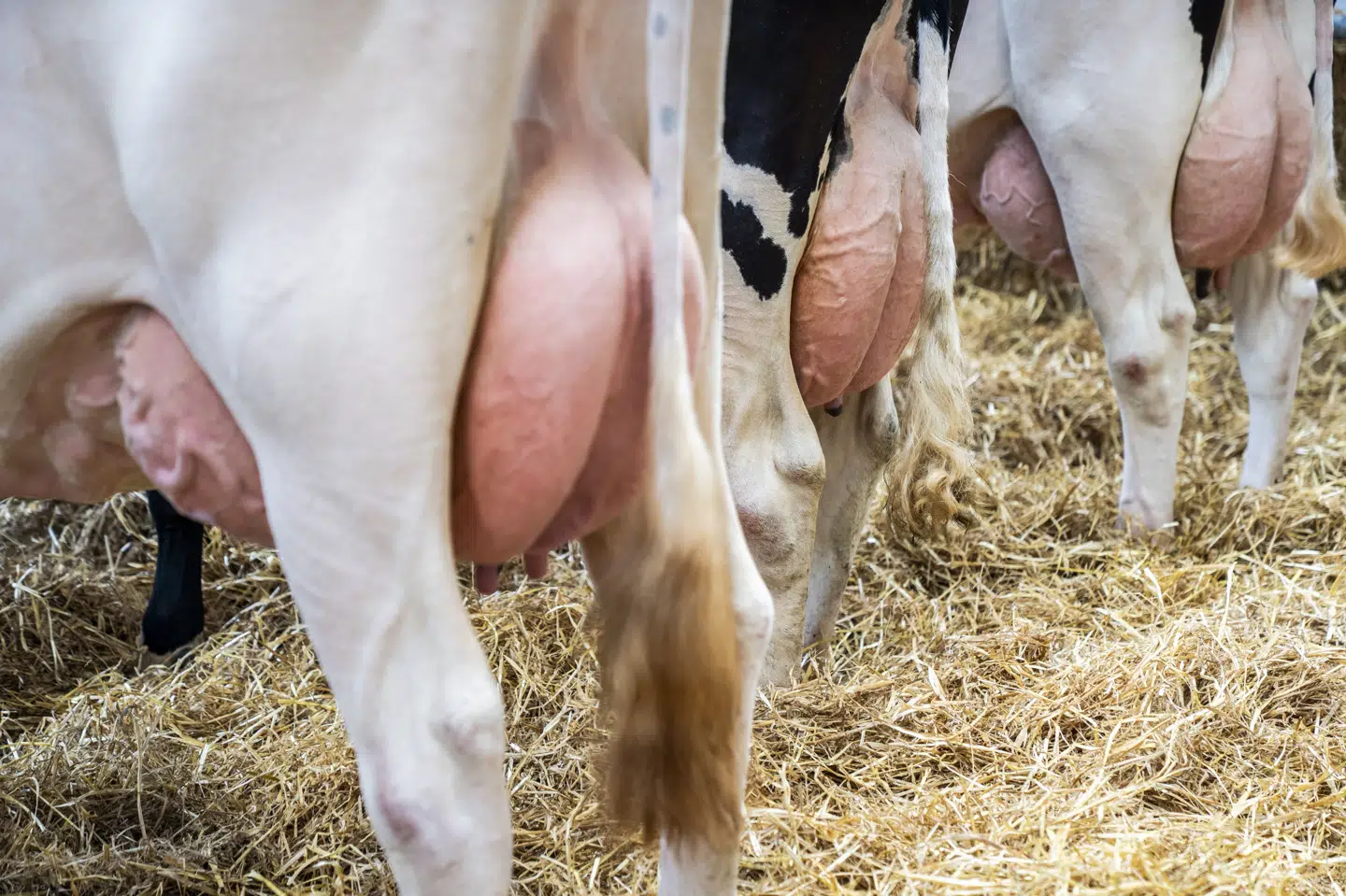 Det blev lovpligtigt i 2025 for danske konventionelle landmænd at reducere udledning af metan fra malkekøer, ligesom dem der her ses Roskilde Dyrskue i maj. (Arkivfoto).