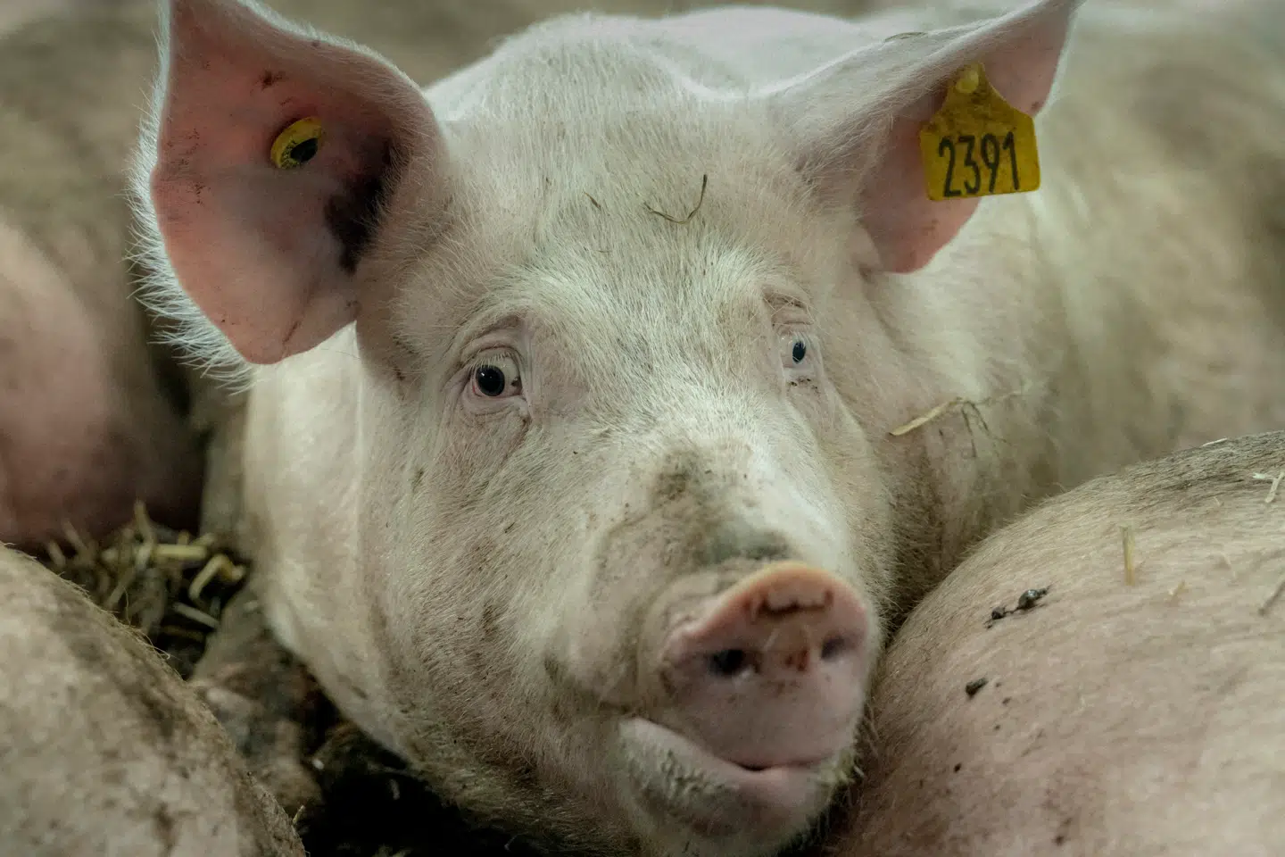 Når man som for eksempel svine- eller kvægproducent har ansvaret for dyr, er dét, der »virkelig betyder noget«, at de dyr, man har i sin varetægt, bliver behandlet ordentligt og i overensstemmelse med dyrevelfærdsloven, skriver Britta Riis.