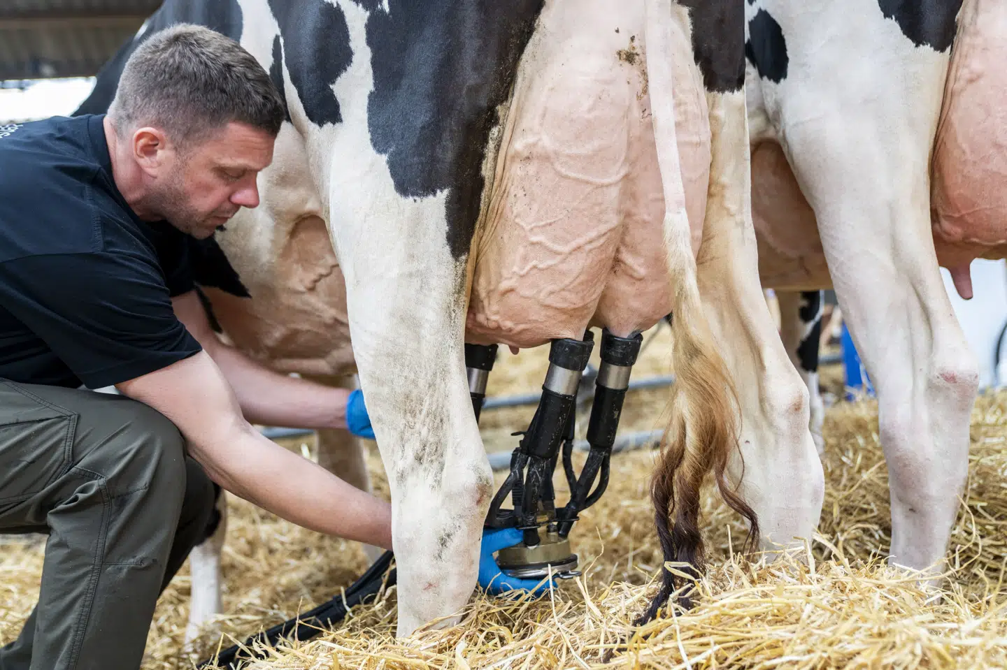 En ko bliver malket på Roskilde Dyrskue i maj. Der er omkring en halv million malkekøer i Danmark. (Arkivfoto).