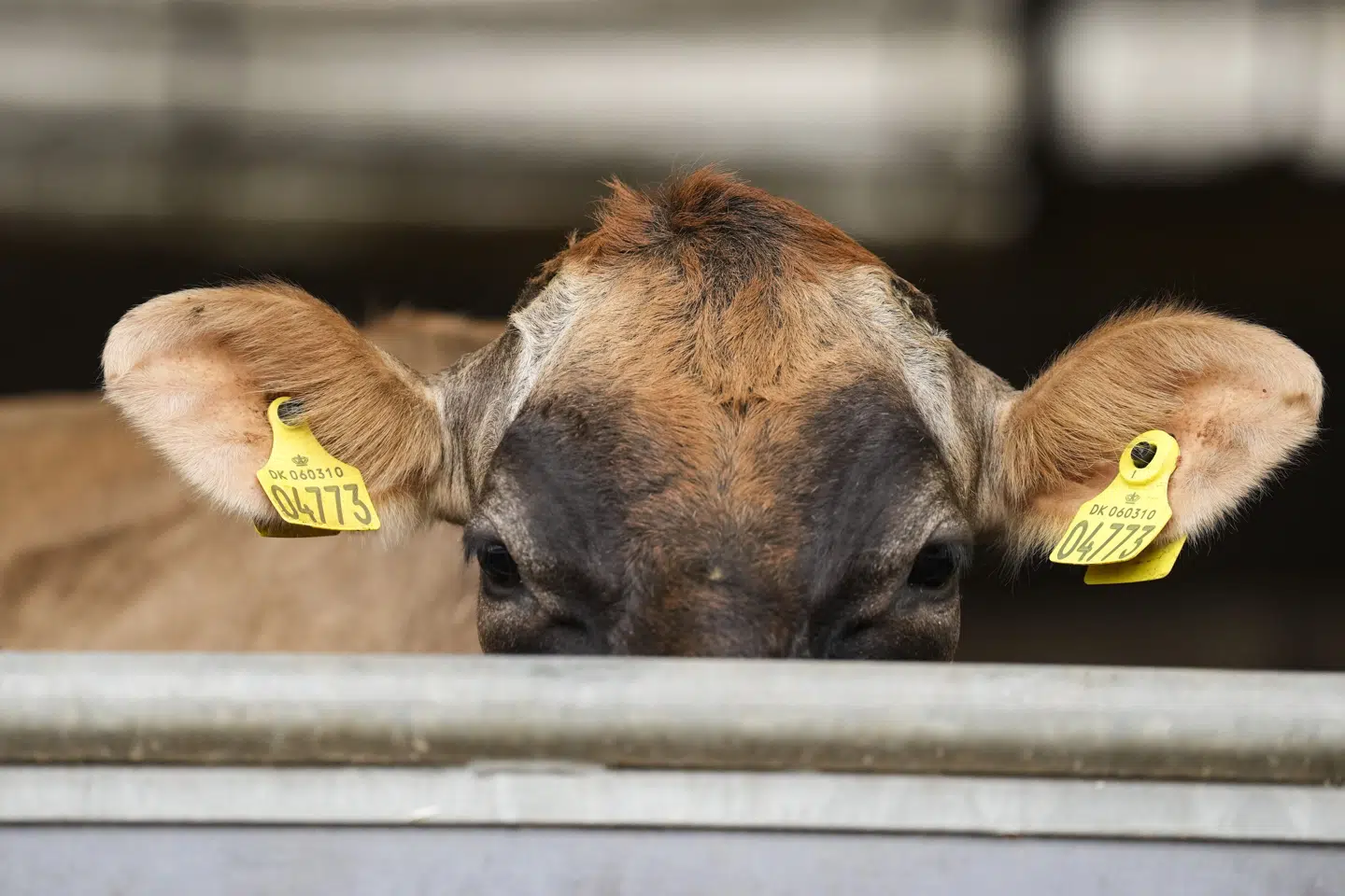 Køerne lider ikke overlast, når man bruger virtuel indhegning med halsbånd, der kan give stød, har Fødevarestyrelsen konkluderet. Derfor fik landmænd over hele landet i september mulighed for at få dispensation til at bruge halsbåndene. (Arkivfoto).