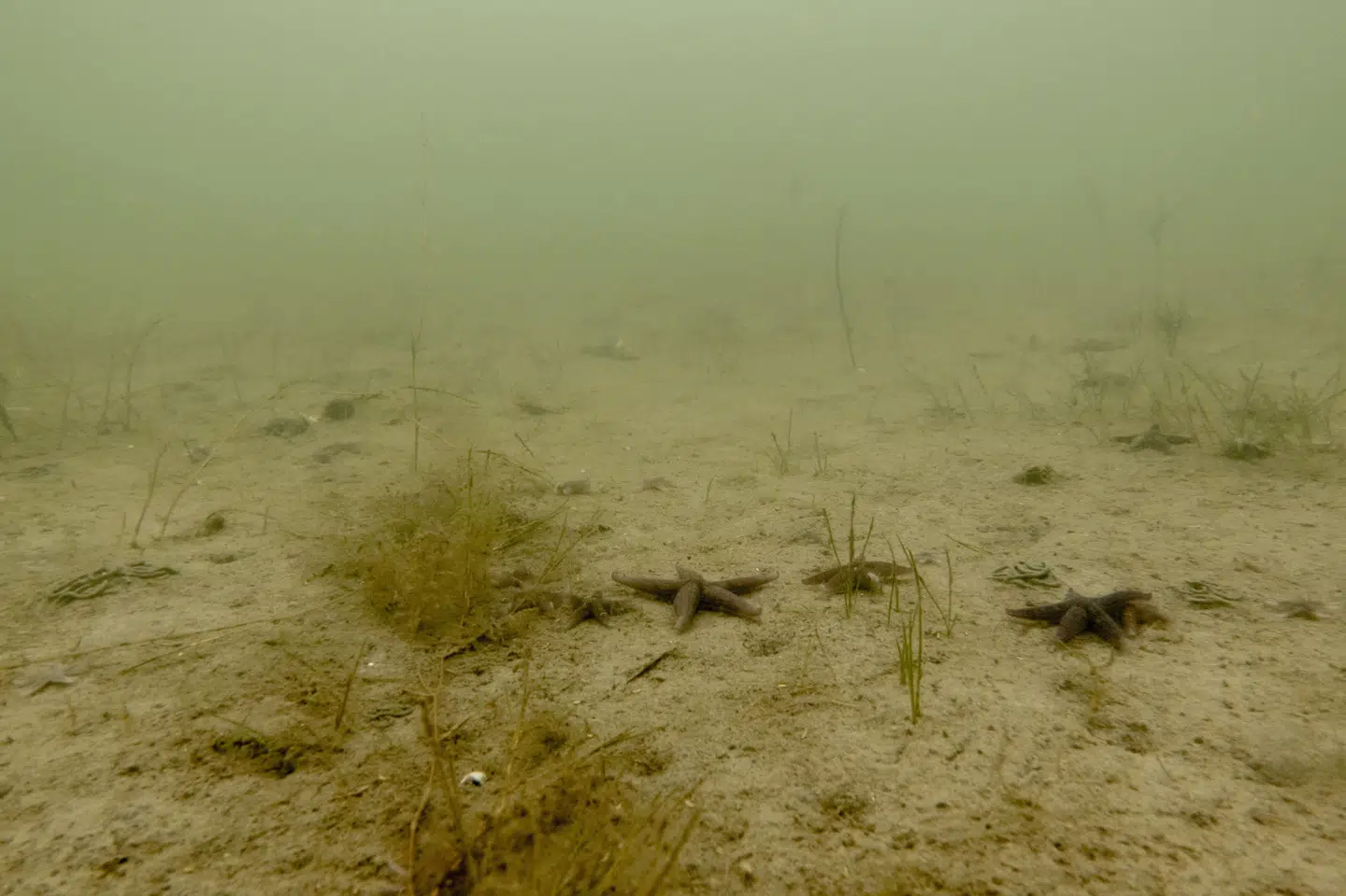 Urenset spildevand indeholder ofte høje koncentrationer af for eksempel kvælstof og fosfor, der kan medføre iltsvind i havet. (Arkivfoto).