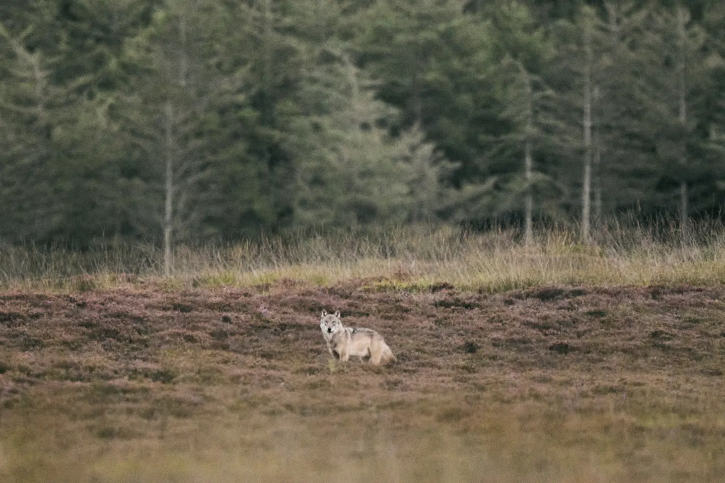 En vild ulv i Vestjylland blev fanget på kamera i september. Kort tid efter fik de første landmænd tilladelse til at regulere en såkaldt problemulv. (Arkivfoto).