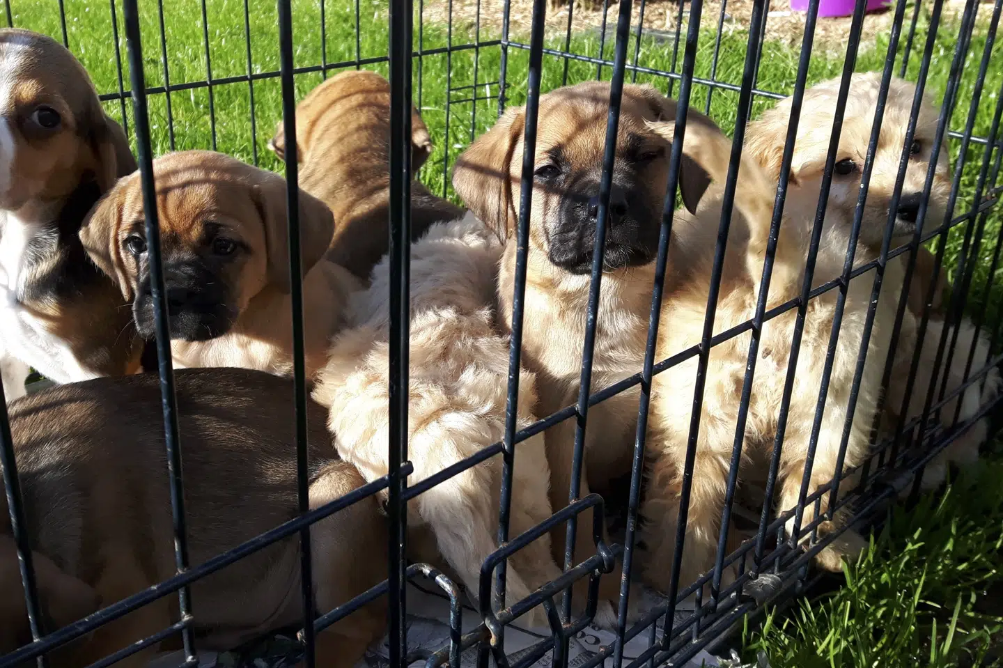 Det er svært at anslå, hvor mange hvalpefabrikker der findes i Storbritannien, fordi mange af dem opererer i det skjulte, lyder det. Billedet er fra 2016, hvor 59 hvalpe blev reddet i havnen i irske Dublin under en aktion fra toldmyndighederne. (Arkivfoto).