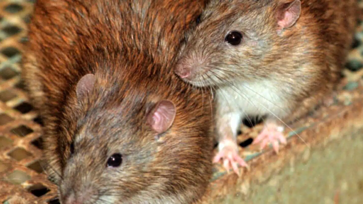 Anmeldelserne er steget mange steder i hovedstadsområdet.