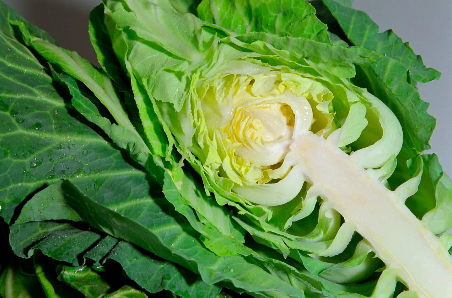 Mød Danmarks nye livret, spidskålen. Arkivfoto: Gitte Kjærbøl, Scanpix.