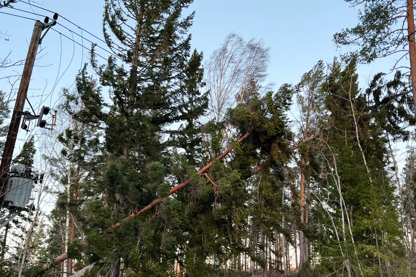 Der meldes om væltede træer flere steder, der har forårsaget strømafbrydelse hos tusindvis af mennesker i både Sverige og Norge. Billedet her er fra Delsbo i det centrale Sverige.