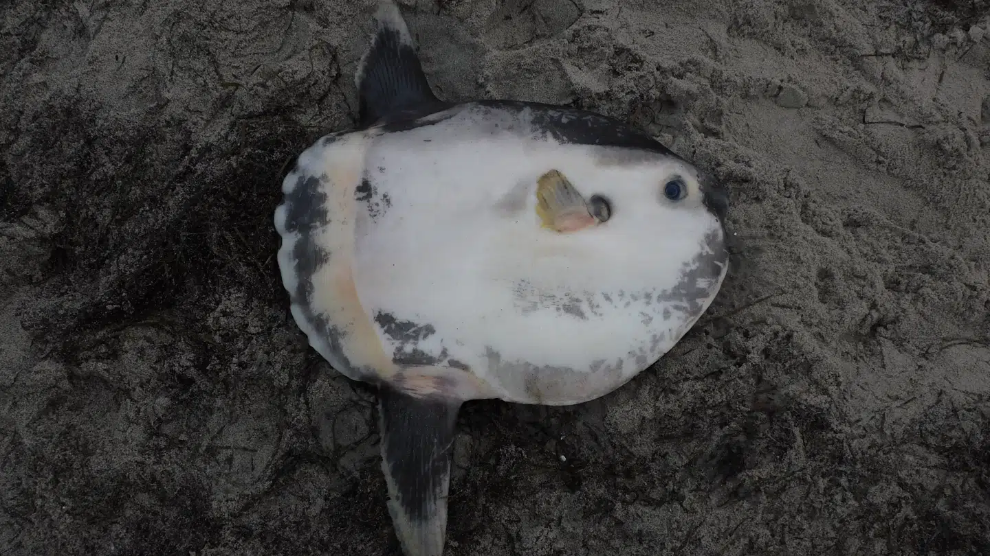 Her ses klumpfisken, der anden juledag blev fundet.