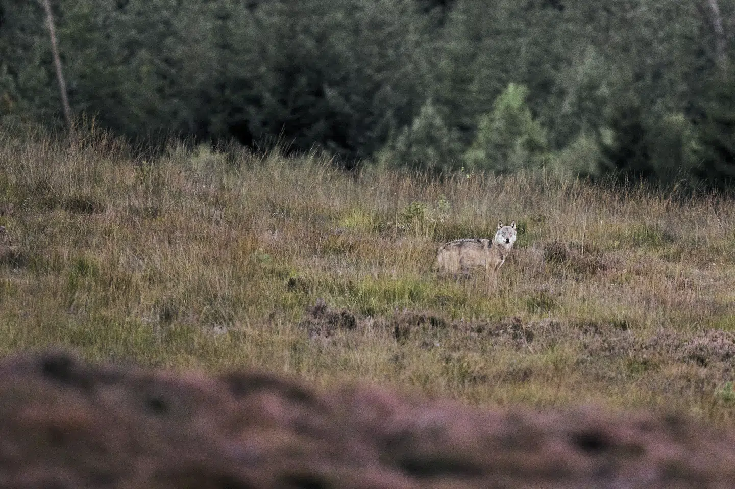 En vild ulv i Vestjylland blev fanget på kamera i september. Kort tid efter fik de første landmænd tilladelse til at regulere en såkaldt problemulv. (Arkivfoto).