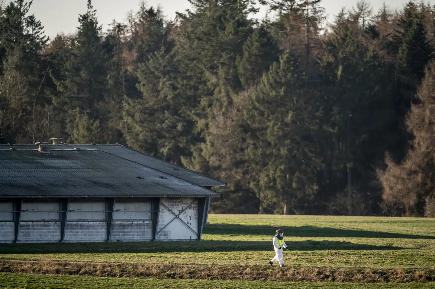 Tusindvis af fugle er blevet aflivet i Danmark de seneste måneder som følge af smitte med fugleinfluenza. Her ses myndighederne i gang med aflivning i forbindelse med smitte på en dansk farm i 2022. (Arkivfoto).