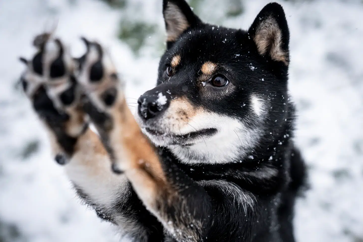 Denne hund er ikke overvægtig, men skulle den en dag blive det, er der måske håb forude. Ifølge Financial Times arbejder amerikansk biotekselskab på at lave slankemiddel af type glp-1 til kæledyr.