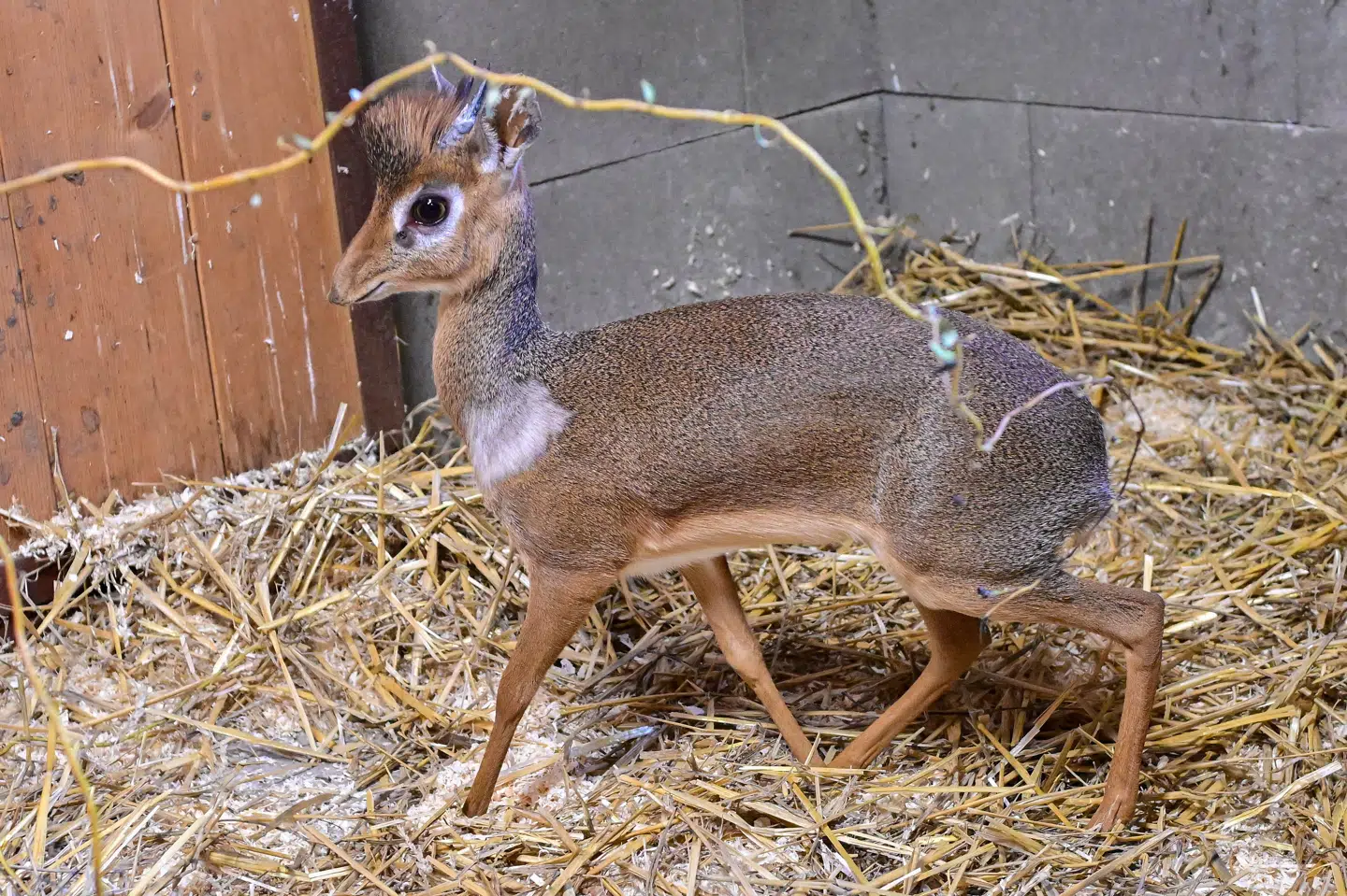 En ny antilopeart, en af de mindste i verden, ved navn Kirks dik-dik. Foto: Vaclav Salek, Scanpix