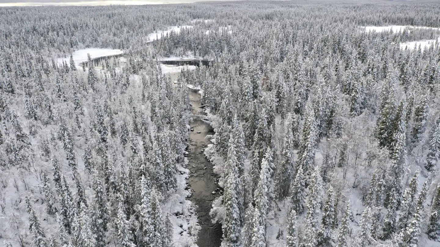 Arkivfoto: Sneklædt skovområde i Lapland i Sverige.