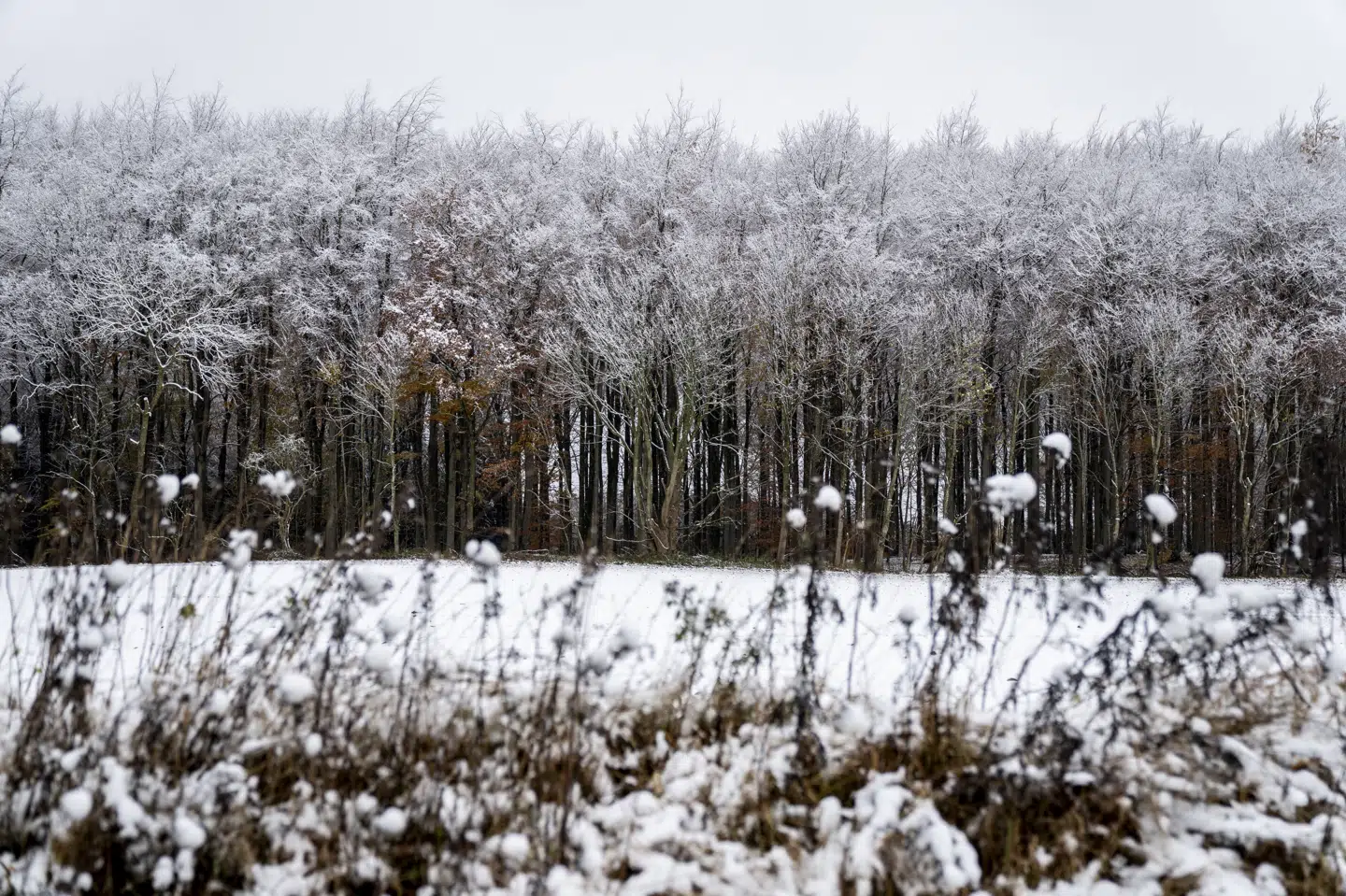 Der er udsigt til, at dele af landet kan blive ramt af snefald de kommende dage, lyder meldingen fra DMI. (Arkivfoto).