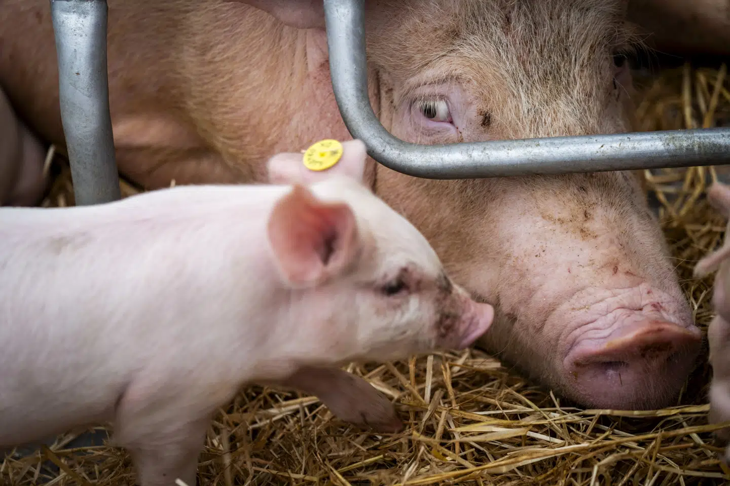Fra årsskiftet er nye regler trådt i kraft, der mindsker perioden, hvor søer må være fikseret. Men reglerne gælder i første omgang kun nybyggede stalde, mens der gælder en overgangsordning for eksisterende stalde. (Arkivfoto).